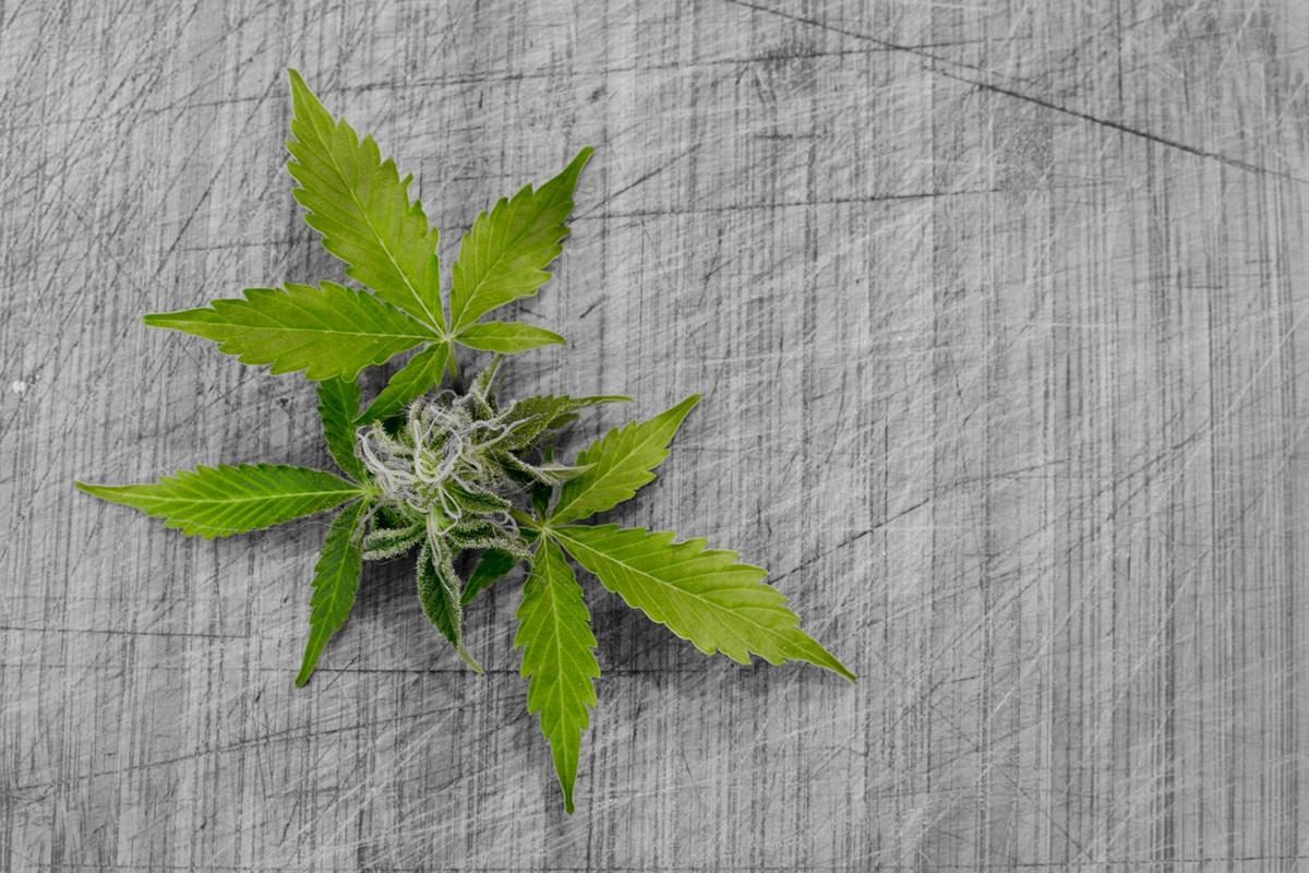Feminizowane nasiona marihuany – nowa technologia