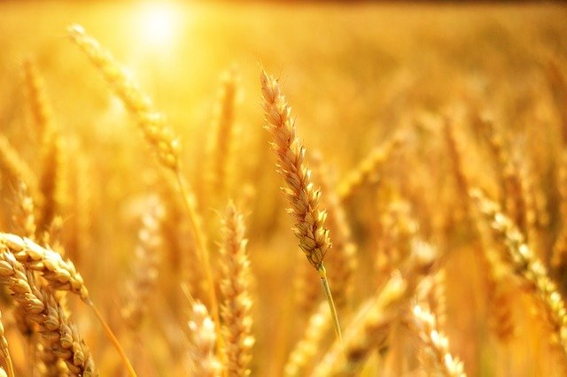 Na co narażone mogą być uprawy zbóż jarych lub jakichkolwiek innych?