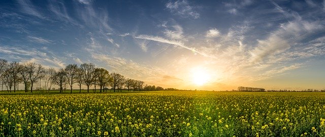 Po co są środki ochrony roślin?